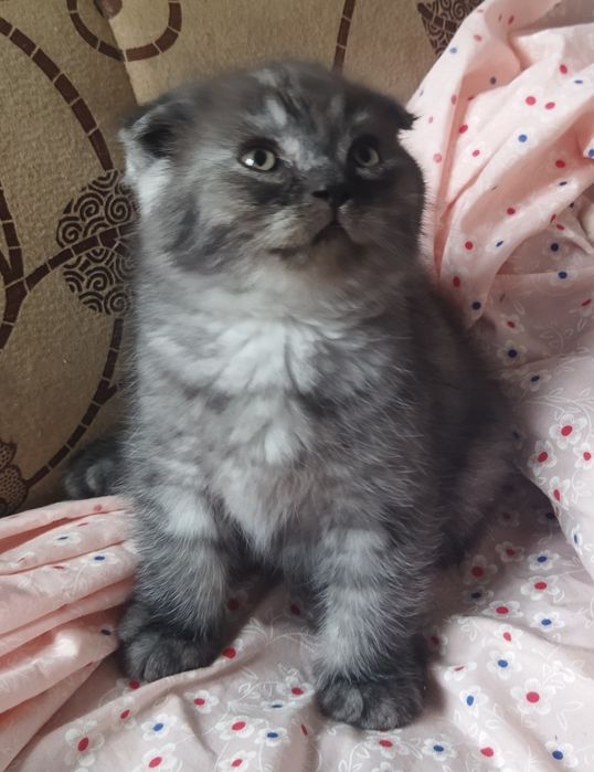 Шотландский котёнок Фолд