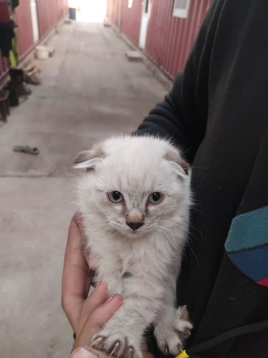Mushukcha (Scottish Fold) nomi
