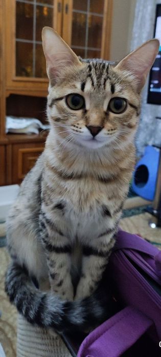 ОТДАМ котят в Добрые и надёжные руки. Сибирская короткошёрстная.