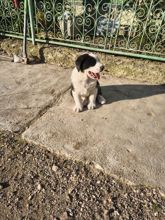 Ciobanesc de Asia Centrala(Alabai)