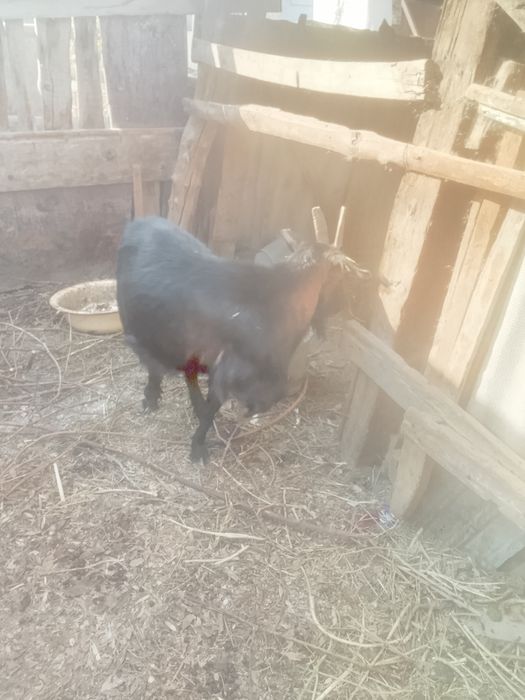 Қащақы, ұрғашы ешкі сатылады