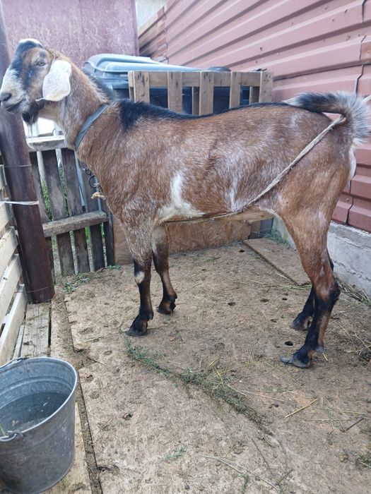 Ешкі теке лақ козы