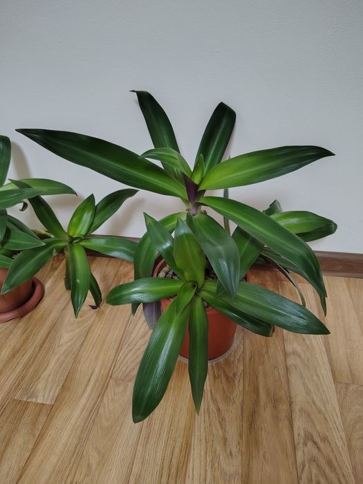 Традесканция Рео