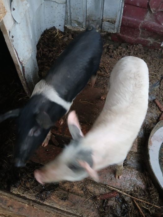 Oi de vanzare  de carne