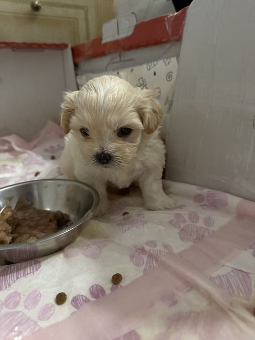 Trei baietei frumusei isi cauta casute noi