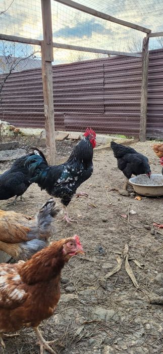 Продом срочно петуха