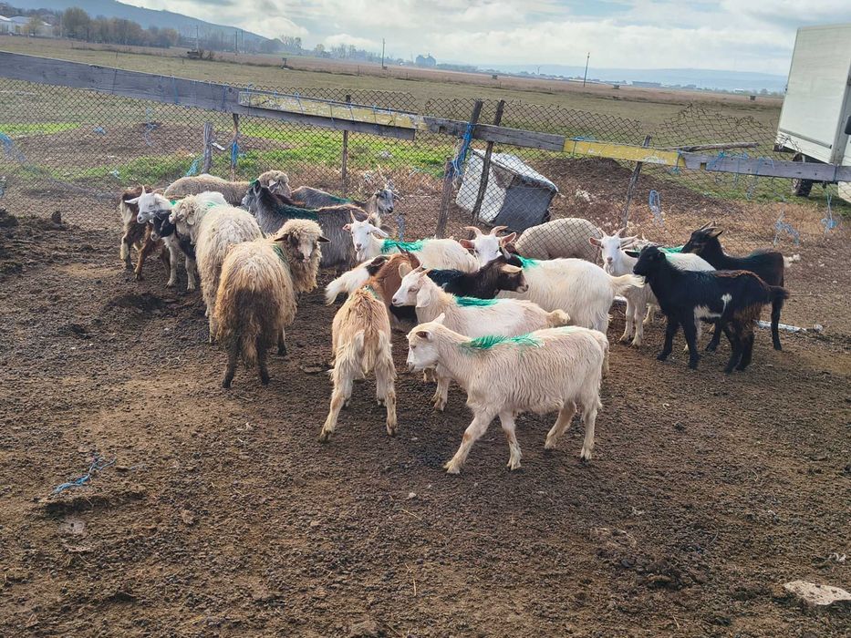Vând capre și iezi