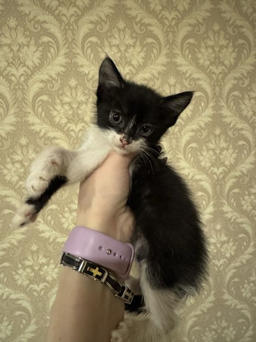 Отдам котят в хорошие руки