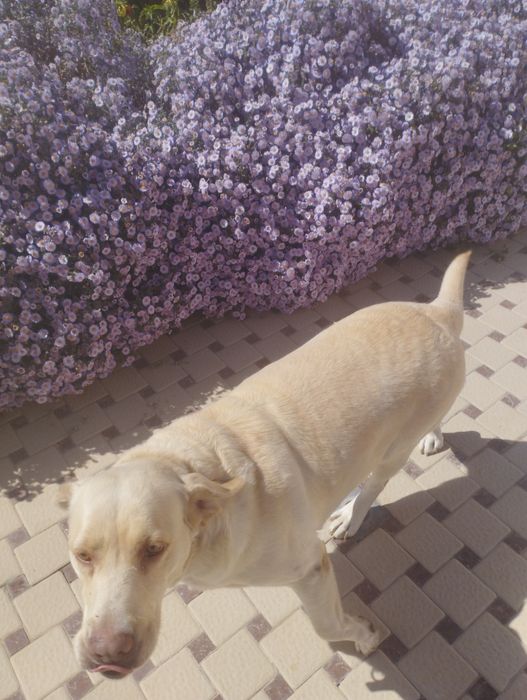 Лабрадор кучук  оргатилган