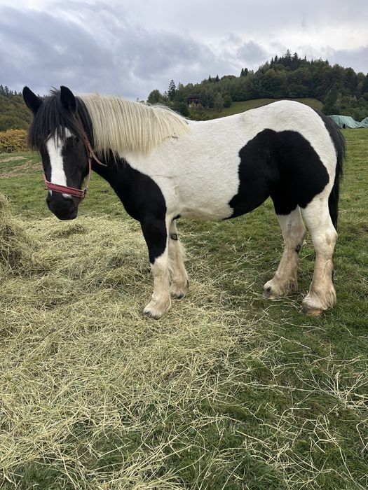 Vand iapa gypsy vanner 4 ani