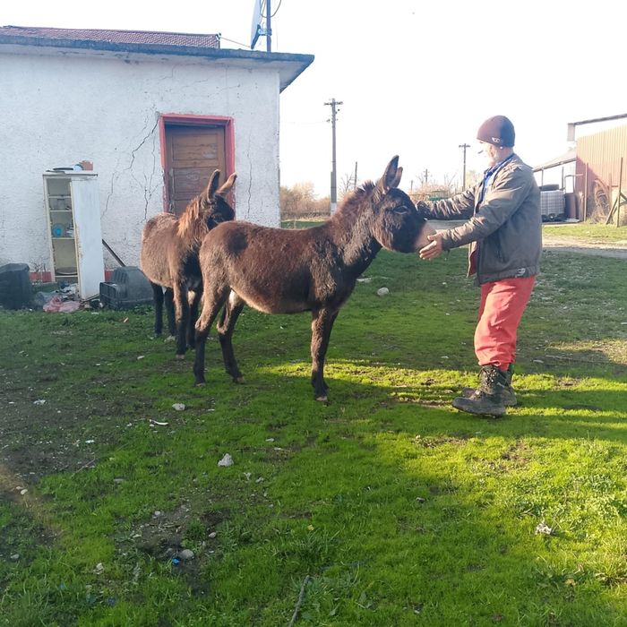 Vand 2 mărgărite și un magar