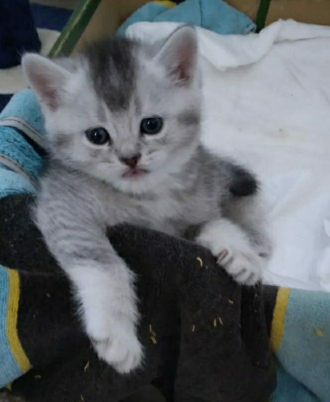 Pisici British Shorthair