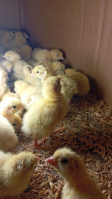 Bedana jojasiga zakaz olamiz  BELI GIGANT paroda