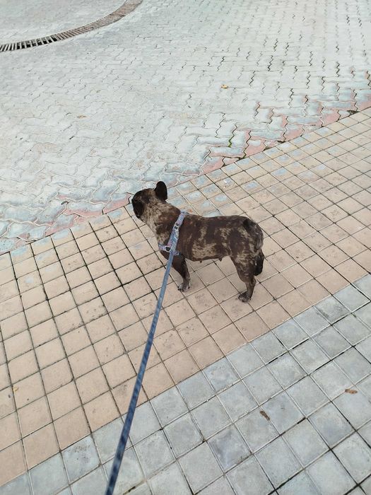 Продава се женска от породата. Френски булдог