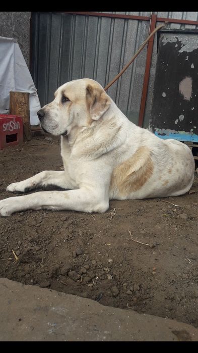 Ciobanesc de Asia Centrala