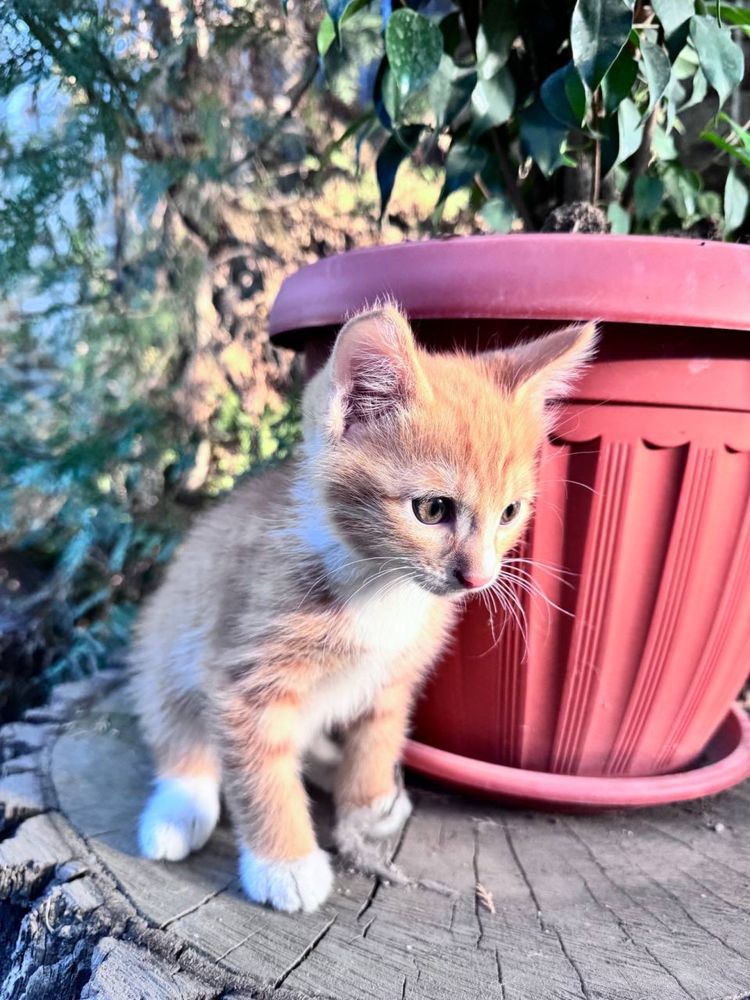 Котик рыжий британец