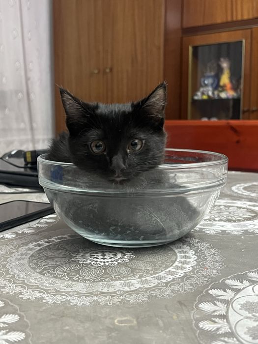 Котенок в добрые руки