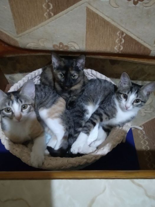 Отдаются котята в семью любящую