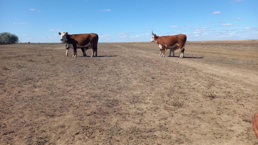 Сиырлар сатылады