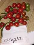 Продавам семена за домати