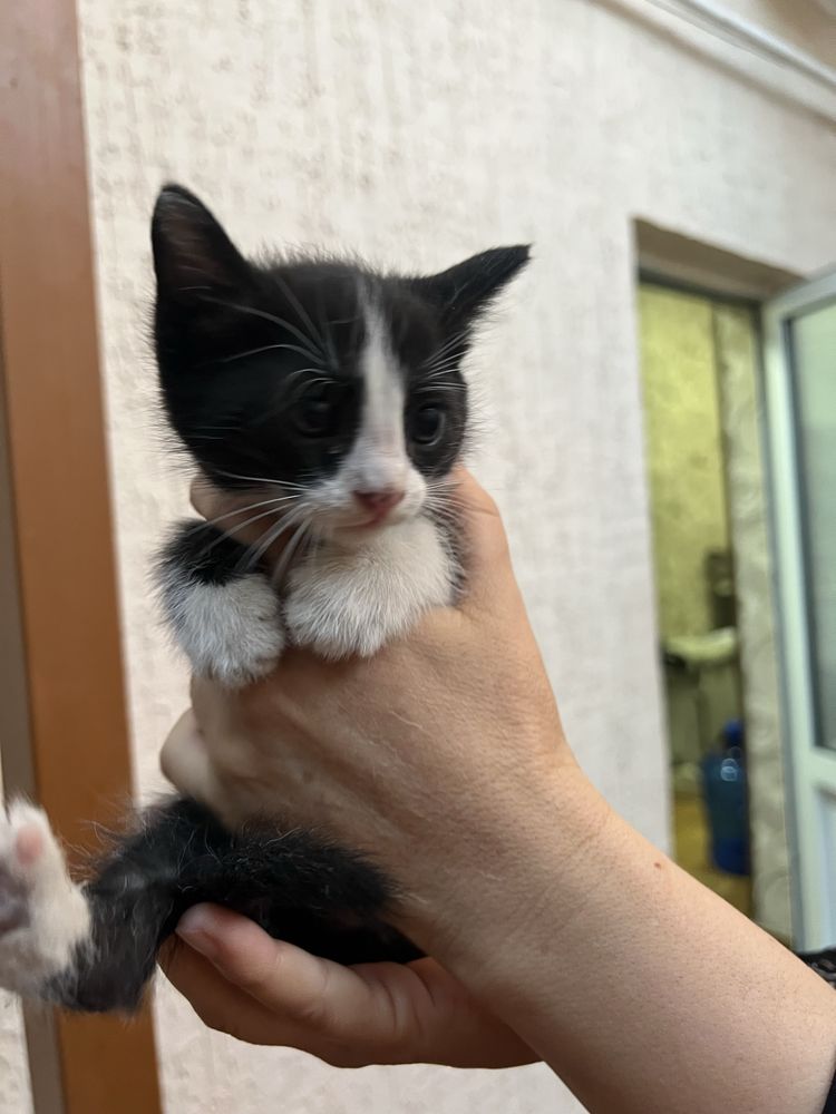 Отдам котят на добрые руки