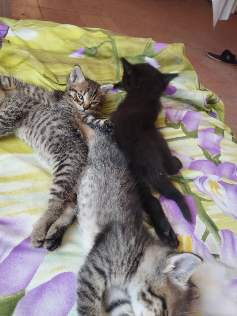 Отдам даром котят