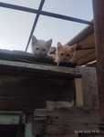 Котята бесплатно