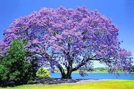 Paulownia arborele printesei
