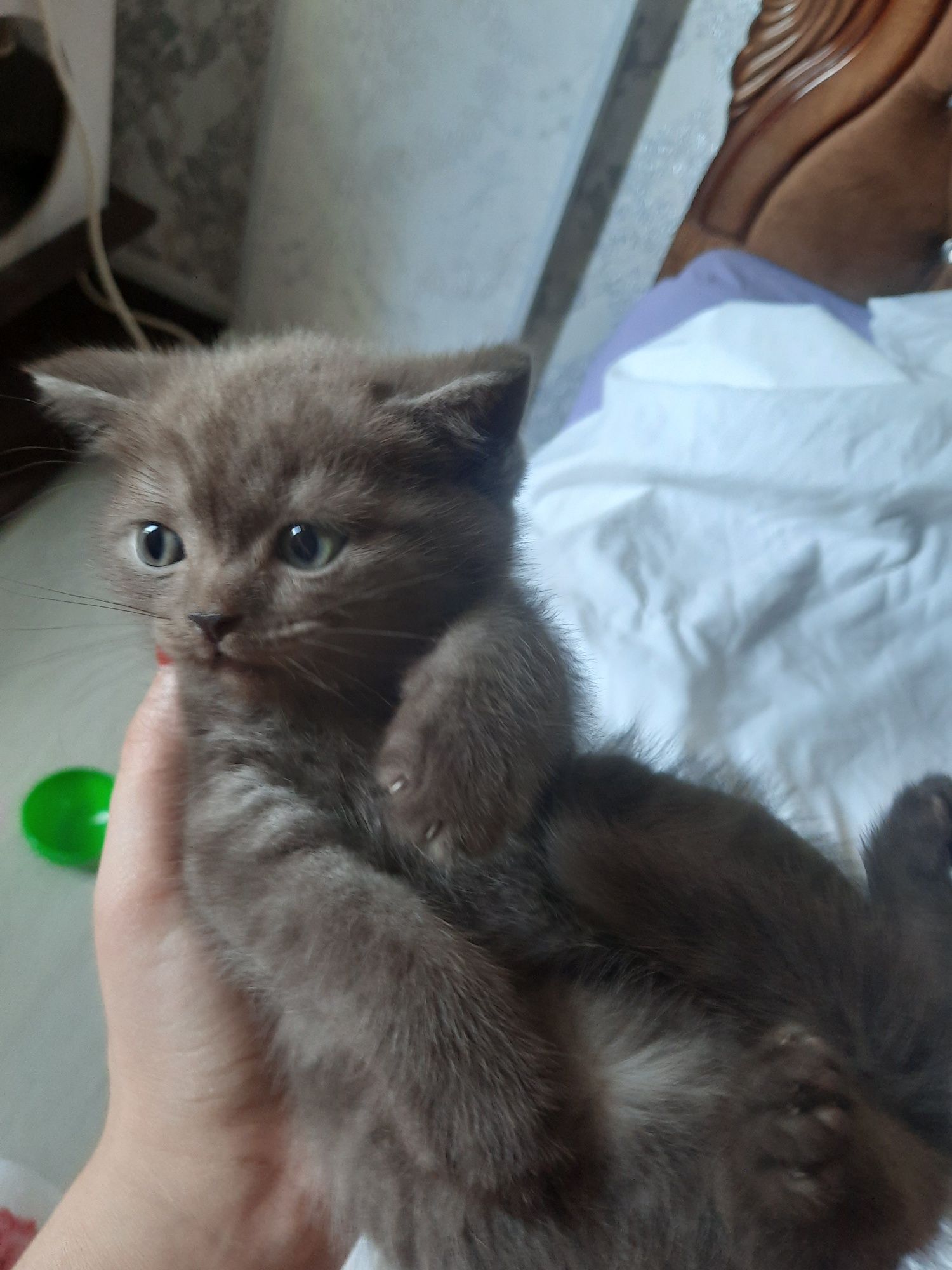 Продаются породстые котята скотиш страйт