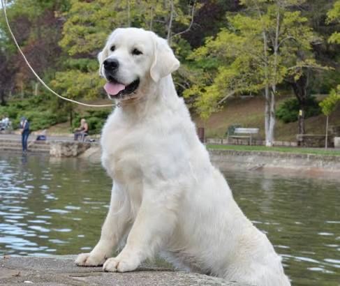Femela golden retriever cu pedigree