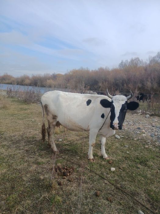 Сиыр және бұзау сатылады