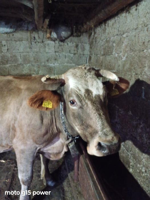 Vând vaca de calitate