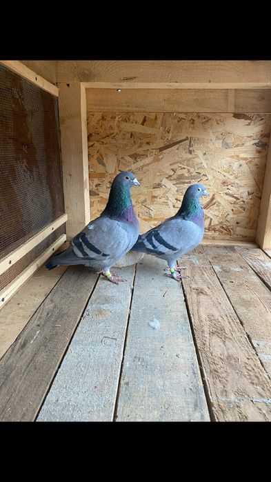 Porumbei voiajori pentru diferite etape de concurs