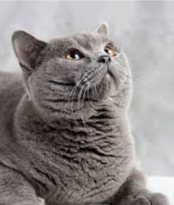 Продам кота шатланская