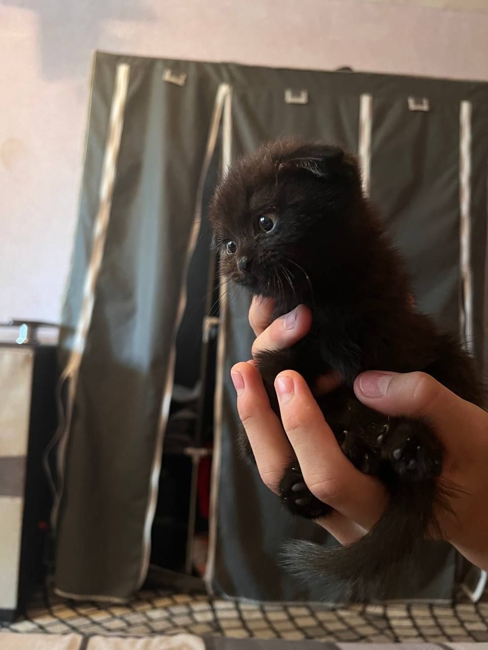 Породистые котята