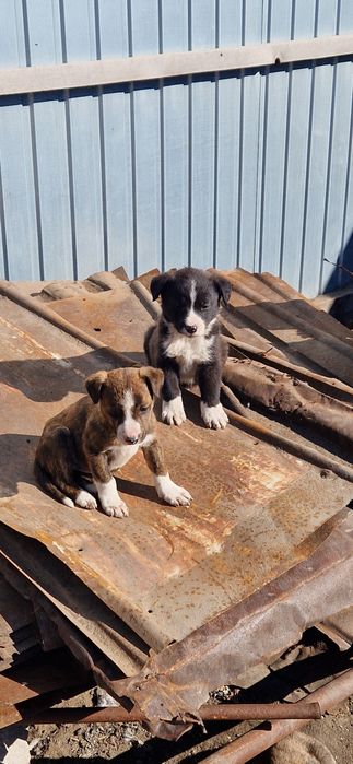 Отдам в хорошие руки