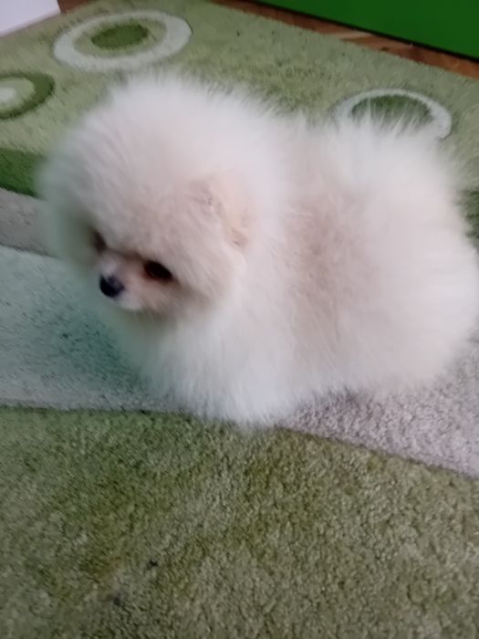 Померан мини - мъжко