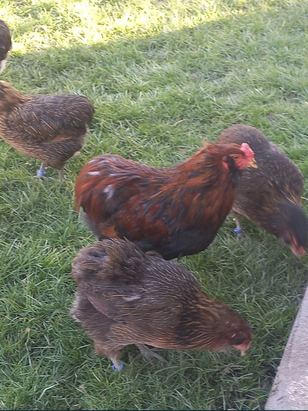 Vând Familie Gaini Araucana