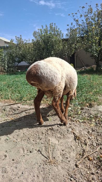 Arashan qo'zi 5 oylik 5.5 mln narxi egzagi sotildi