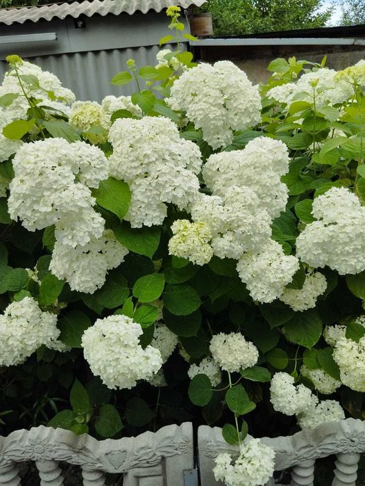 Продам саженцы Гортензии