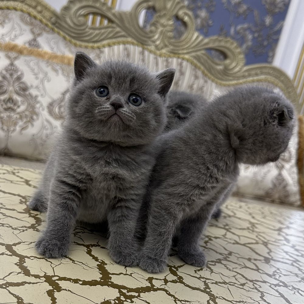Плюшевые британцы Тигровая медвежата