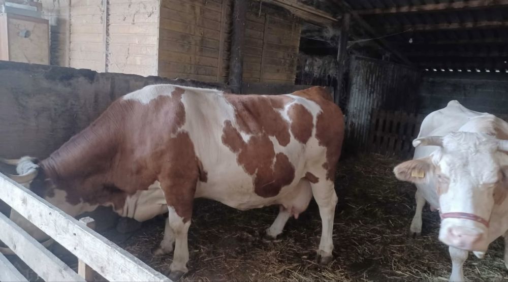 Vaci Baltata Romaneasca