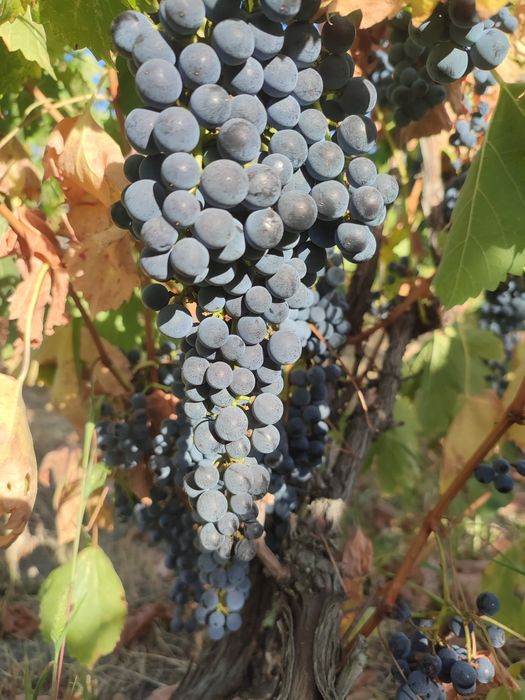 Vând struguri merlot