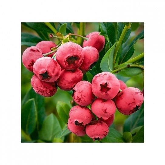 Arbusti Fructiferi (AFIN ROSU )