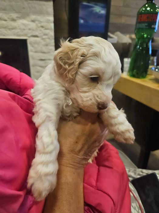 Продавам кучета Логото романьоло