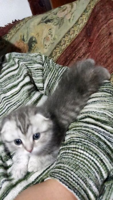 Готовится к продаже котенок шиншилла скоттиш фолд