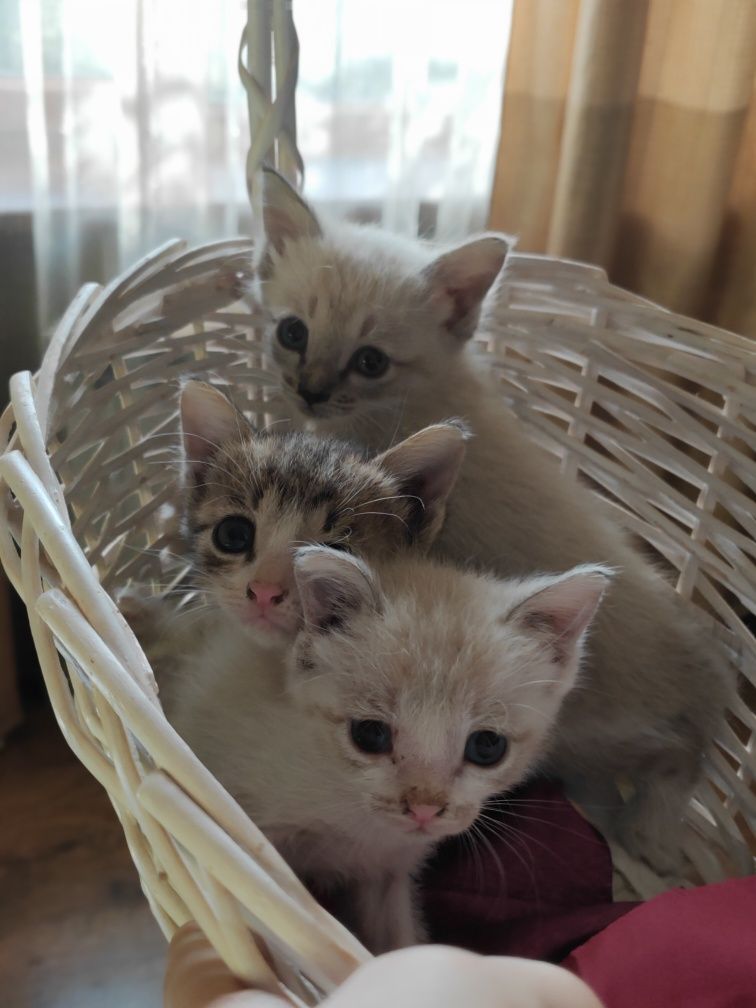 Котята воспитанные, ухоженные