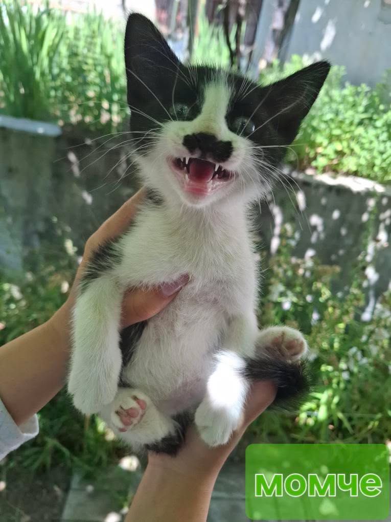 Подарявам котенца