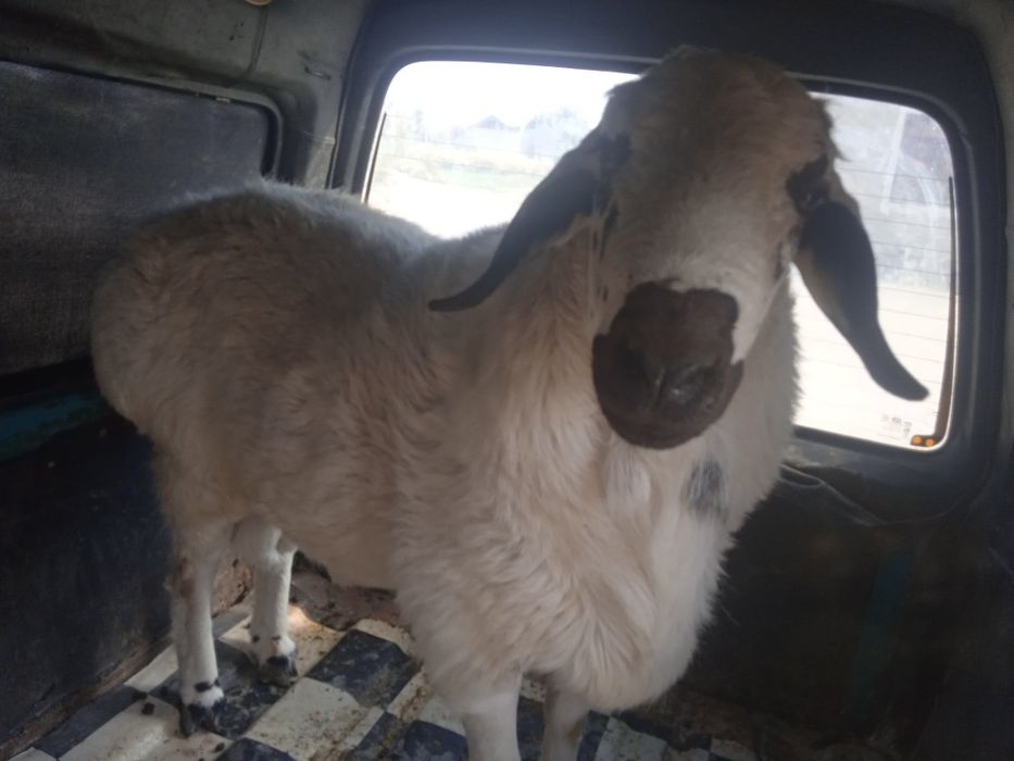 Qoʻy yetqazib beramiz arzon narxlarda