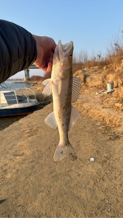 Судак сатылымдаа